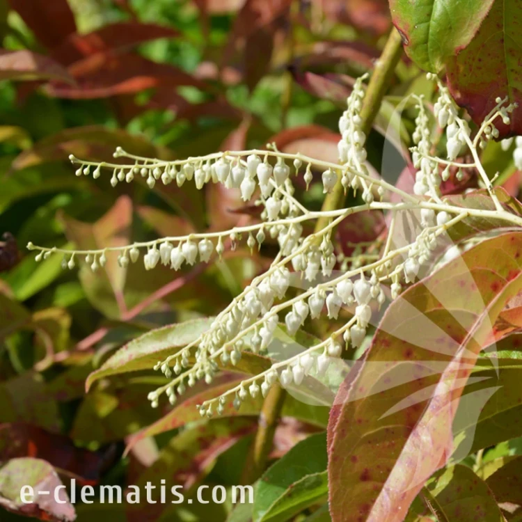 Oxydendrum arboreum.webp