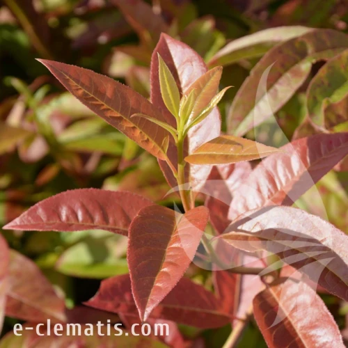 Oxydendrum arboreum 1.webp