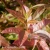 Oxydendrum arboreum 1.webp