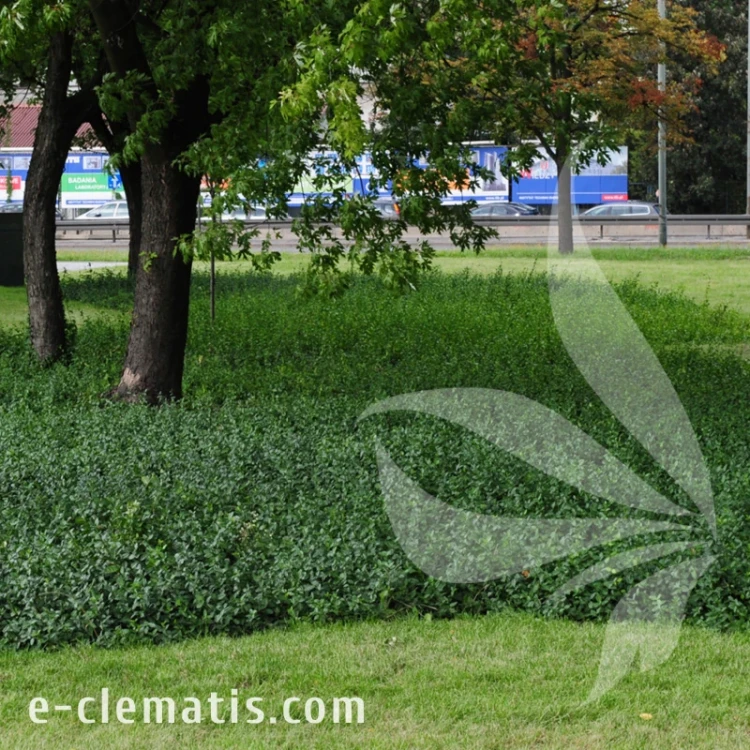Euonymus fortunei Coloratus P11.webp