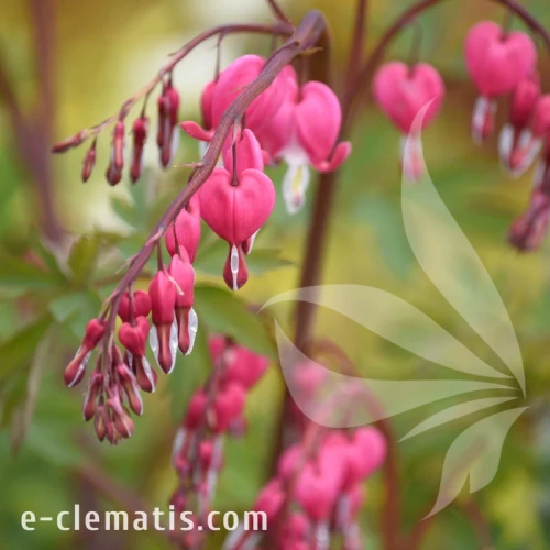 Dicentra spectabilis.webp