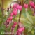 Dicentra spectabilis.webp