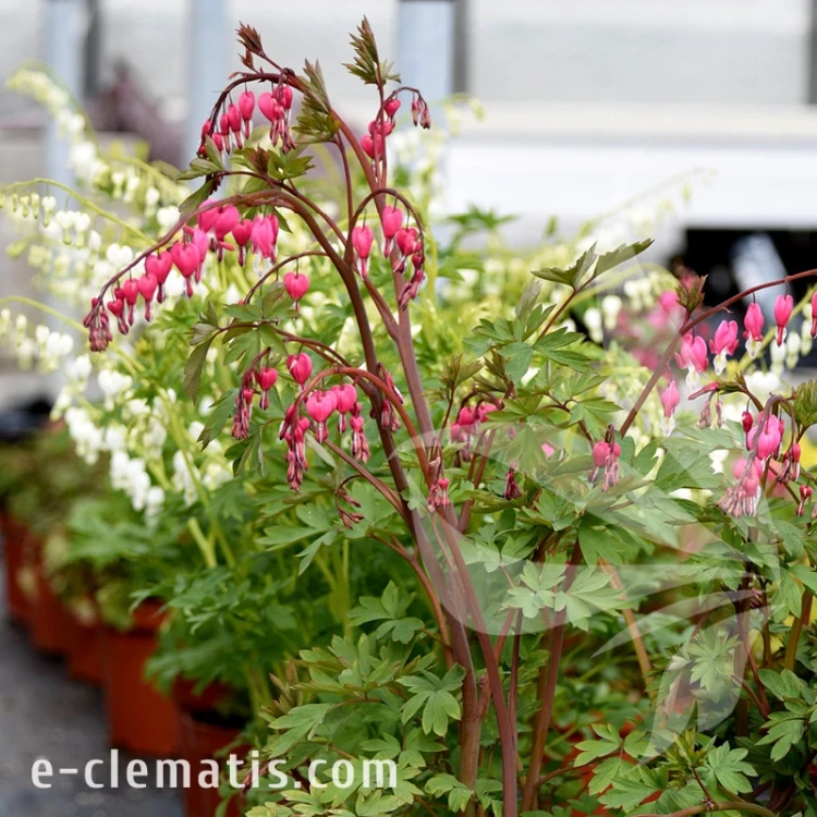 Dicentra spectabilis 1.webp