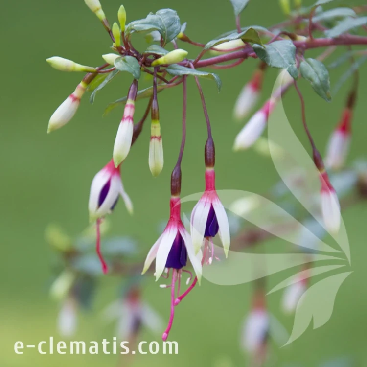 Fuchsia magellanica var. arauco.webp
