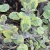 Nepeta Six Hills Gold.webp