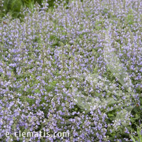 Nepeta Six Hills Gold 1.webp