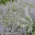 Nepeta Six Hills Gold 1.webp