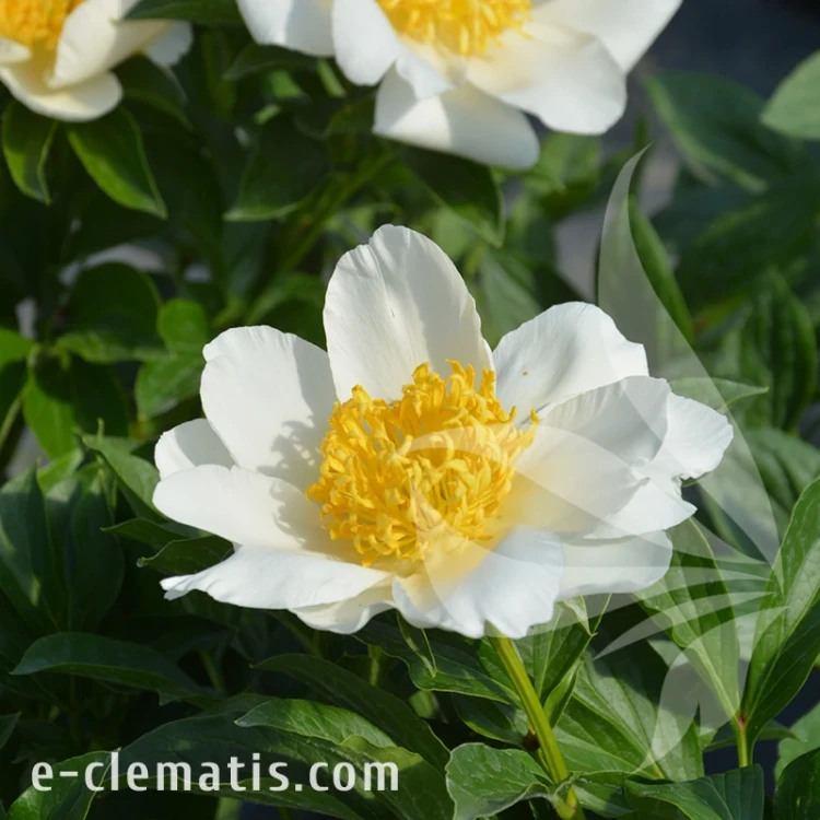 Paeonia Jan van Leuven.webp