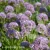 Allium Summer Beauty.webp