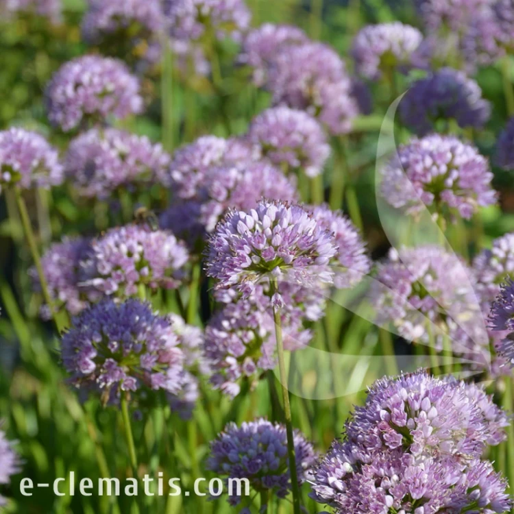 Allium Summer Beauty.webp