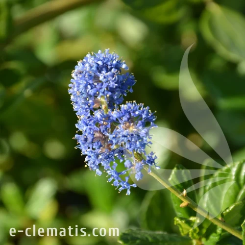 Ceanothus griseus Yankee Point1.webp