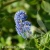 Ceanothus griseus Yankee Point1.webp