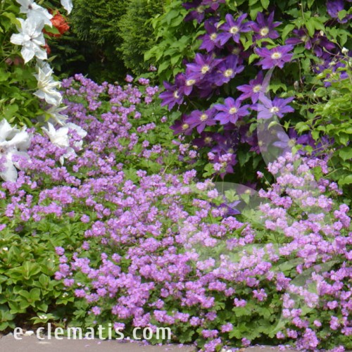 Geranium Cambridge.jpg