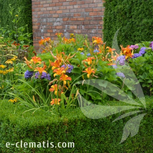 Hemerocalis Frans Hals1.webp