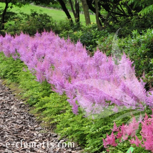 Astilbe chinensis Pumila 1.webp