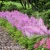Astilbe chinensis Pumila 1.webp