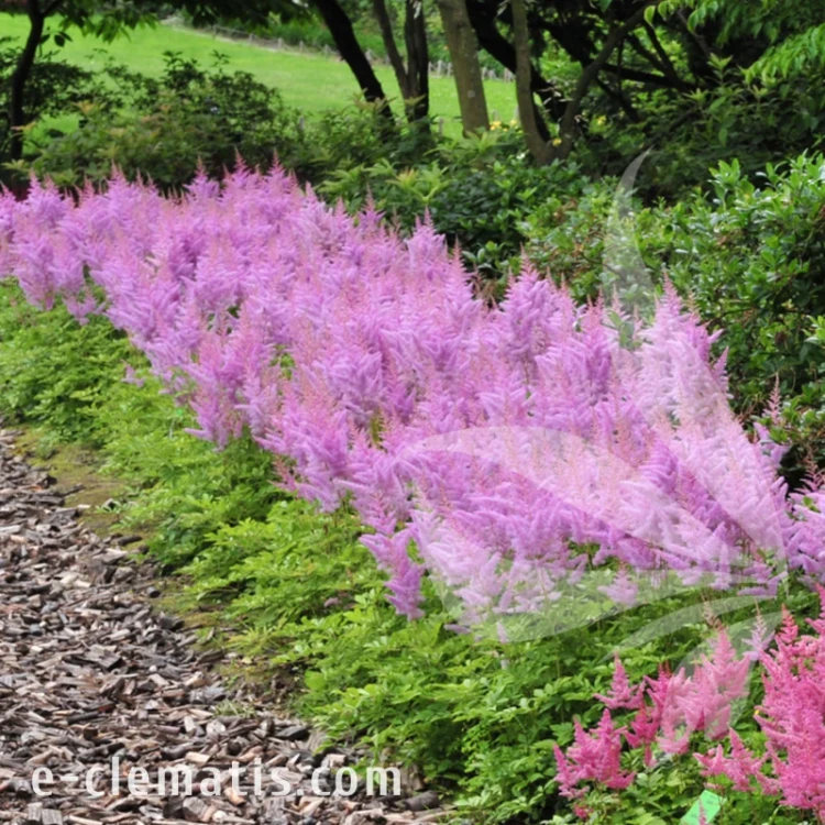 Astilbe chinensis Pumila 1.webp