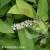 Itea virginica Henrys Garnet.webp