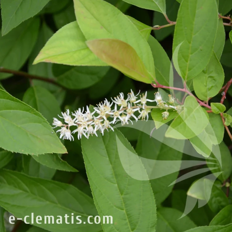 Itea virginica Henrys Garnet.webp