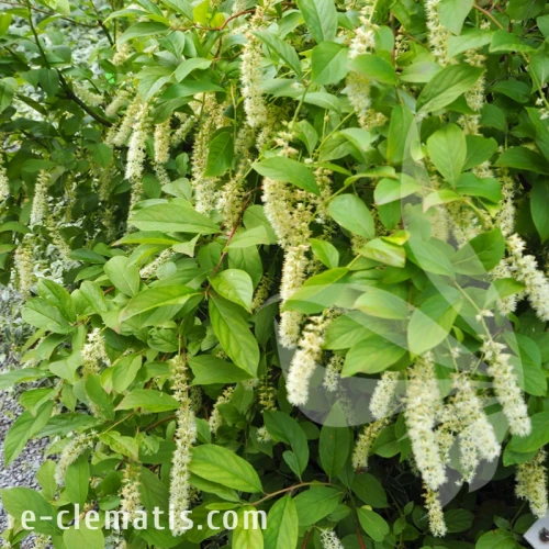 Itea virginica Henrys Garnet 1.webp