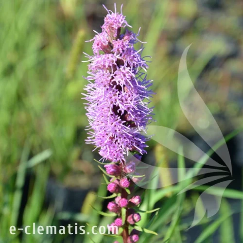 Liatris spicata Floristan Violet.webp