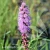 Liatris spicata Floristan Violet.webp
