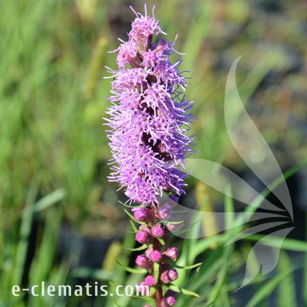 Liatris spicata Floristan Violet.webp