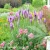 Liatris spicata Floristan Violet 1.webp