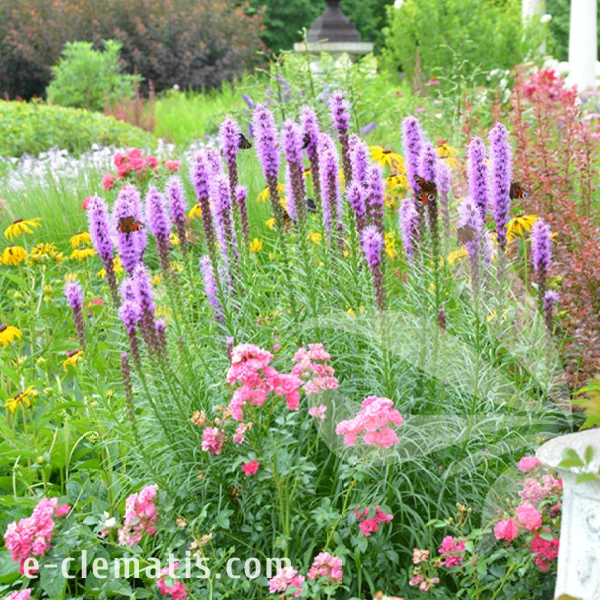 Liatris spicata Floristan Violet 1.webp