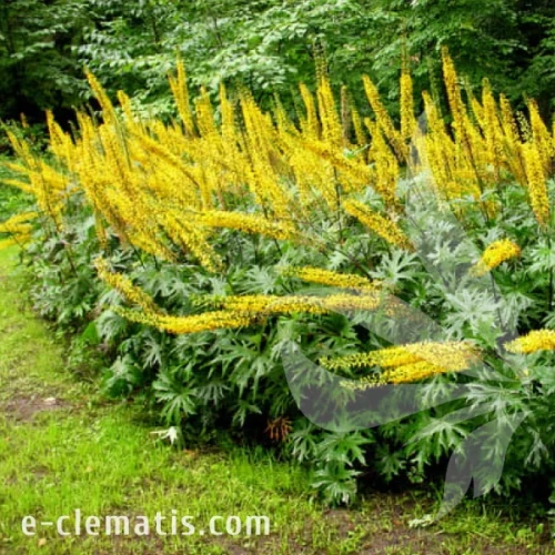 Ligularia przewalskii.webp