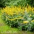 Ligularia przewalskii.webp