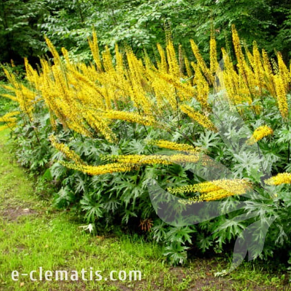 Ligularia przewalskii.webp