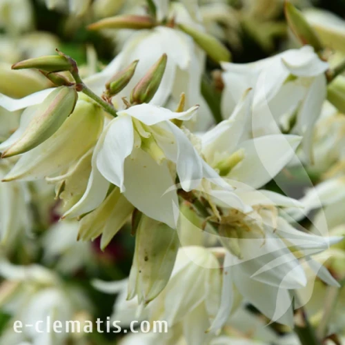 Yucca flamentosa.webp
