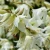 Yucca flamentosa.webp