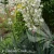 Yucca flamentosa 1.webp