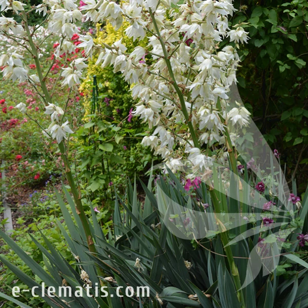 Yucca flamentosa 1.webp