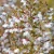 Prunus_incisa_Kojou_no_mai 1.webp