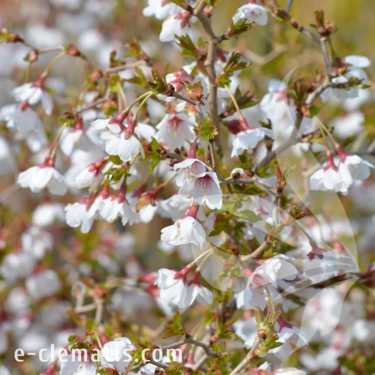 Prunus_incisa_Kojou_no_mai 1.webp