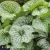 Brunnera Alexanders Great.webp