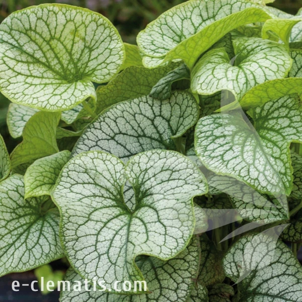 Brunnera Alexanders Great.webp