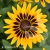 Echinacea SMILEY Z Party.webp