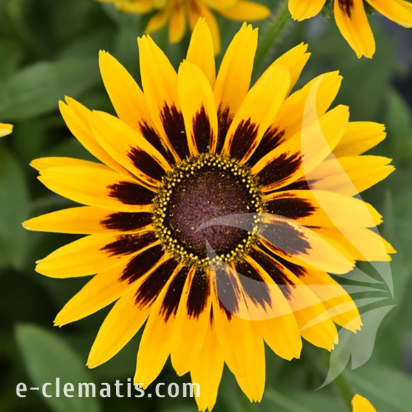 Echinacea SMILEY Z Party.webp