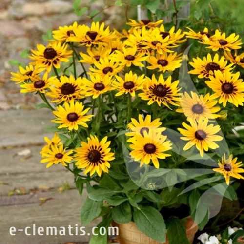 Echinacea SMILEY Z Party 1.webp
