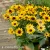 Echinacea SMILEY Z Party 1.webp