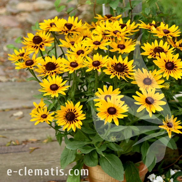 Echinacea SMILEY Z Party 1.webp