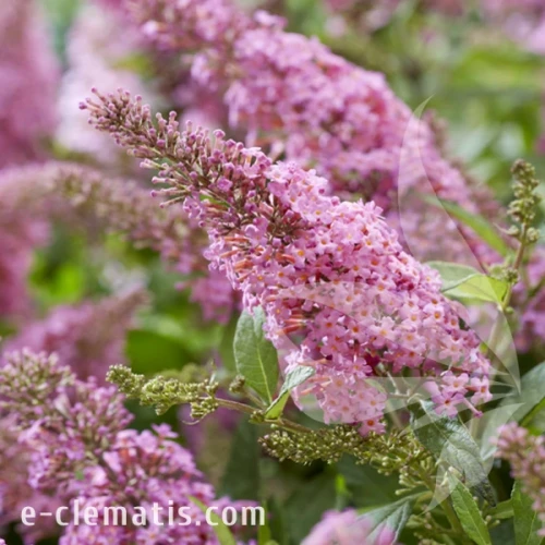 Buddleja Butterfly Candy Little Pink 1.webp