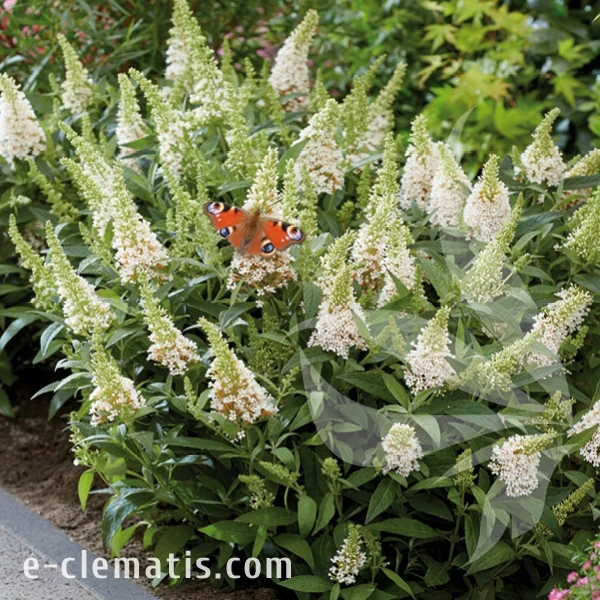 Buddleja Butterfly Candy Little White.webp