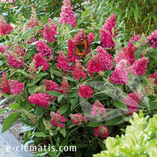 Buddleja Butterfly Candy Little Ruby.webp