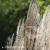Miscanthus sinensis Memory 3.webp