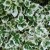 Euonymus fortunei Silver Queen.jpg